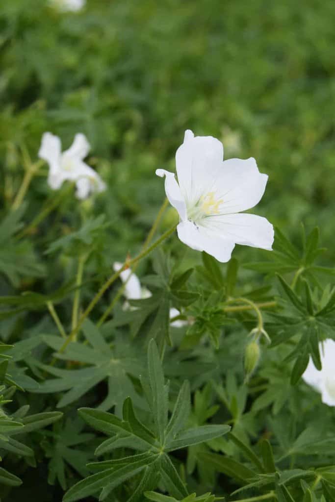 Geranium sanguineum 'Album' ---